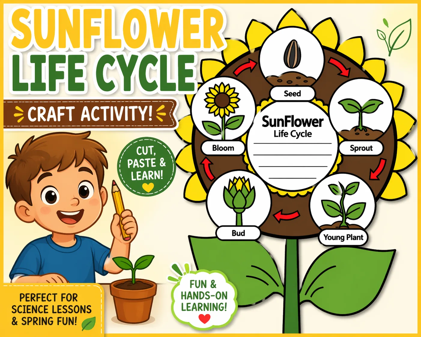 Sunflower Life Cycle Craft for Kids – Fun Spring Science Activity