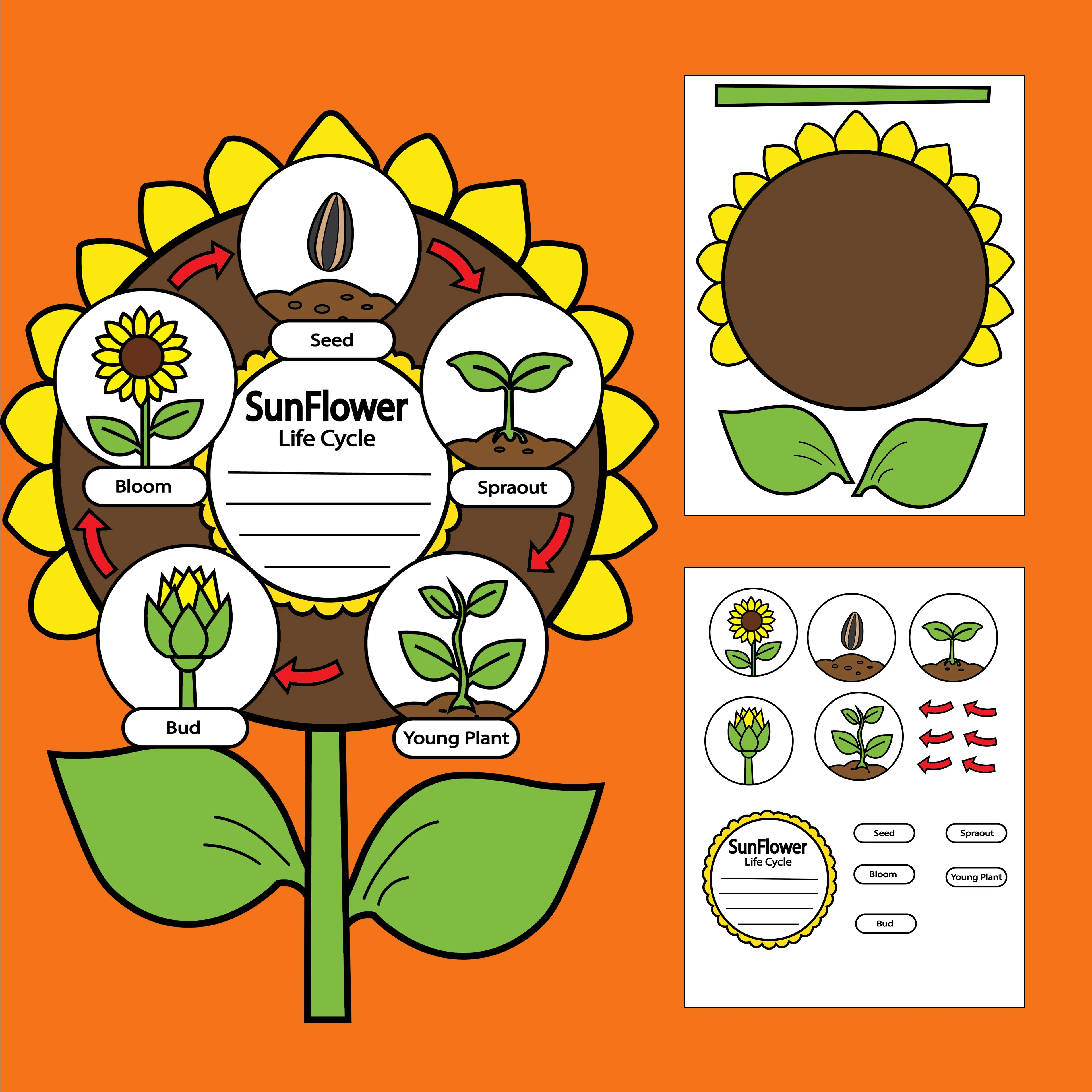 Sunflower Life Cycle Craft for Kids – Fun Spring Science Activity