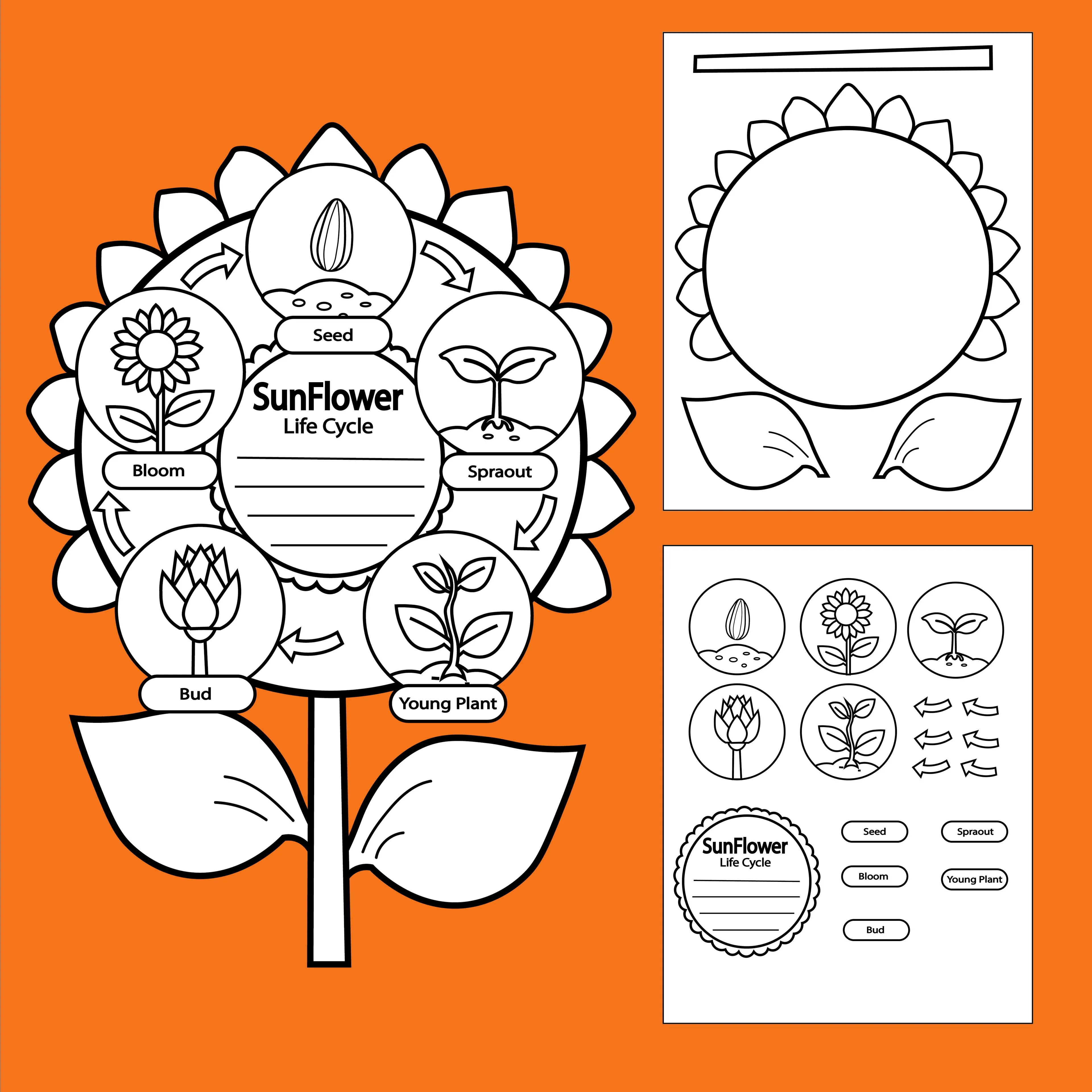 Sunflower Life Cycle Craft for Kids – Fun Spring Science Activity